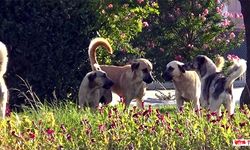 Sokak Köpeklerine Yönelik Kanun Teklifinin İlk 3 Maddesi Komisyondan Geçti