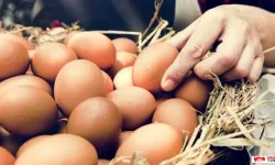 Tarım Bakanı kuş gribi için konuştu: "Korkulacak bir durum var mı?